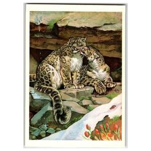 1979 USSR Snow Leopard Irbis Art Postcard Soviet Wildlife Conservation